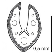 festuca luedii (markgr.-dann.) foggi, gr. rossi, parolo et wallossek