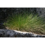 festuca luedii (markgr.-dann.) foggi, gr. rossi, parolo et wallossek