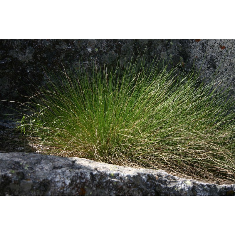 festuca luedii (markgr.-dann.) foggi, gr. rossi, parolo et wallossek