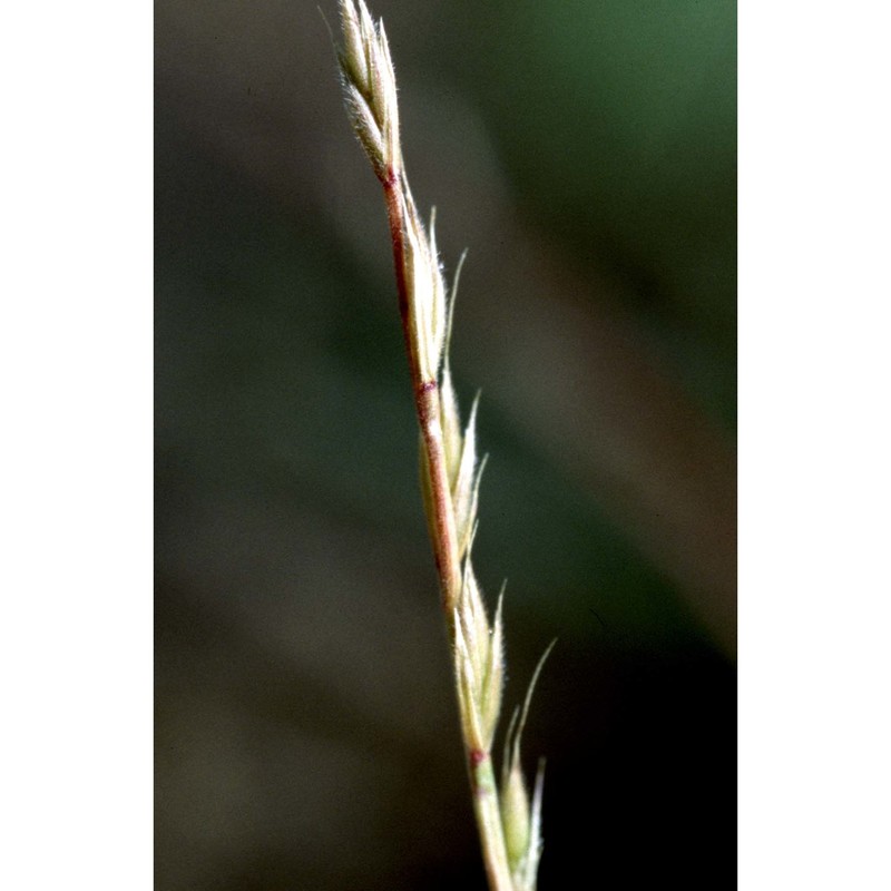 festuca maritima l.