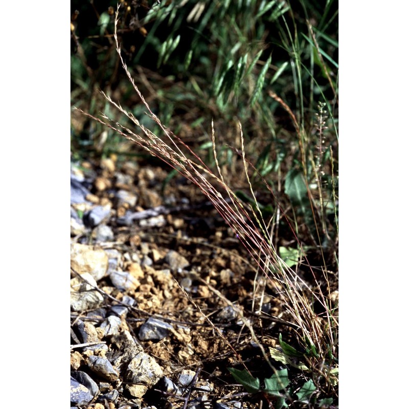 festuca maritima l.