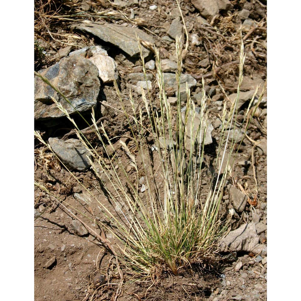 festuca morisiana parl.