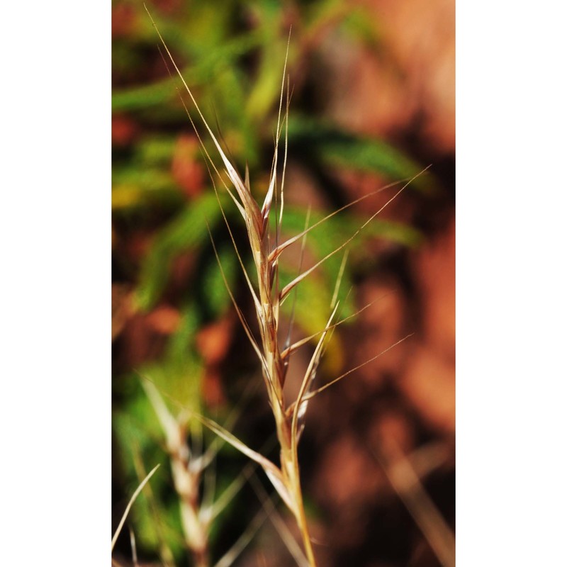 festuca muralis kunth