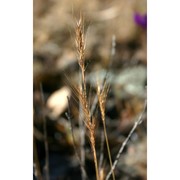 festuca myuros l