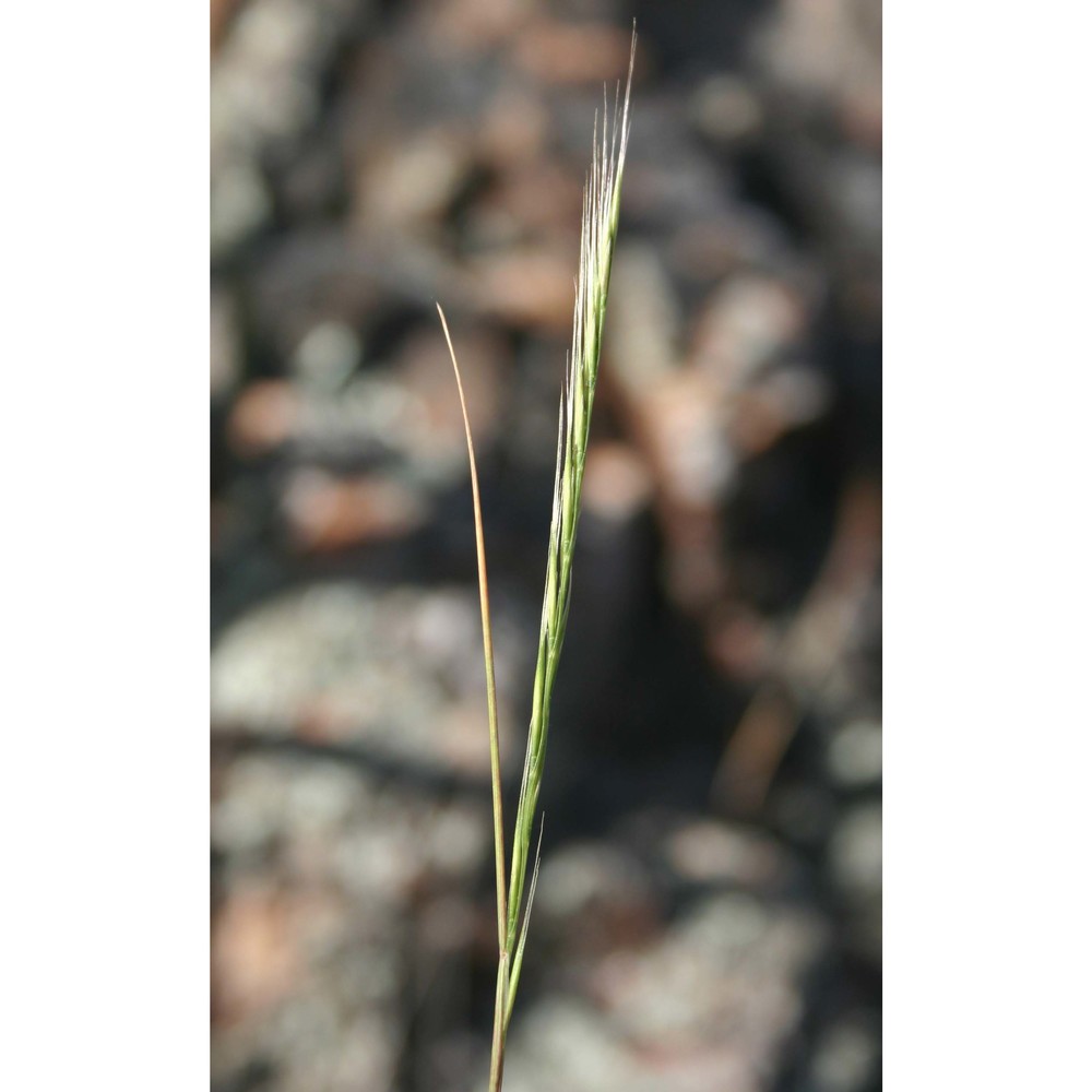 festuca myuros l