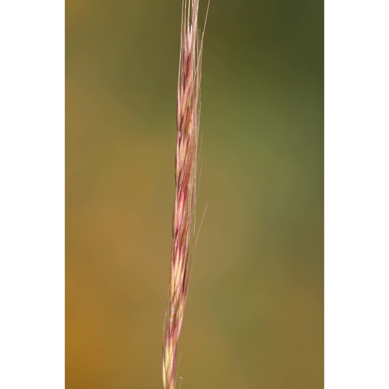 festuca myuros l