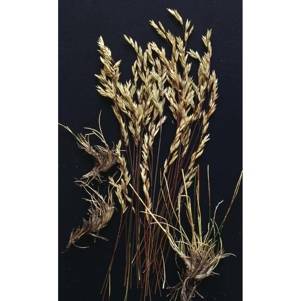 festuca ovina l.