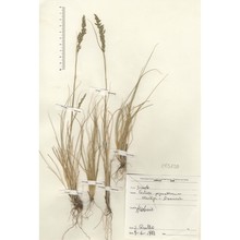 festuca pignattiorum markgr.-dann.