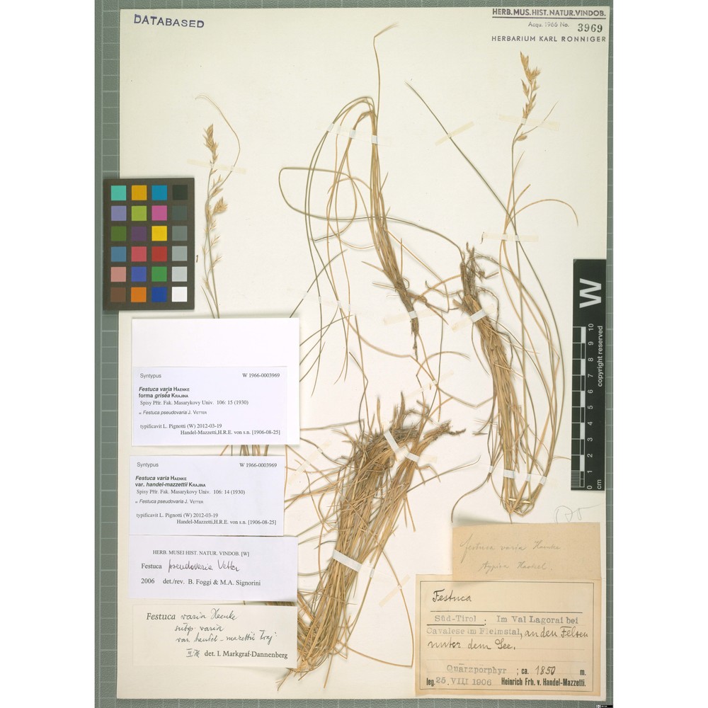 festuca pseudovaria vetter