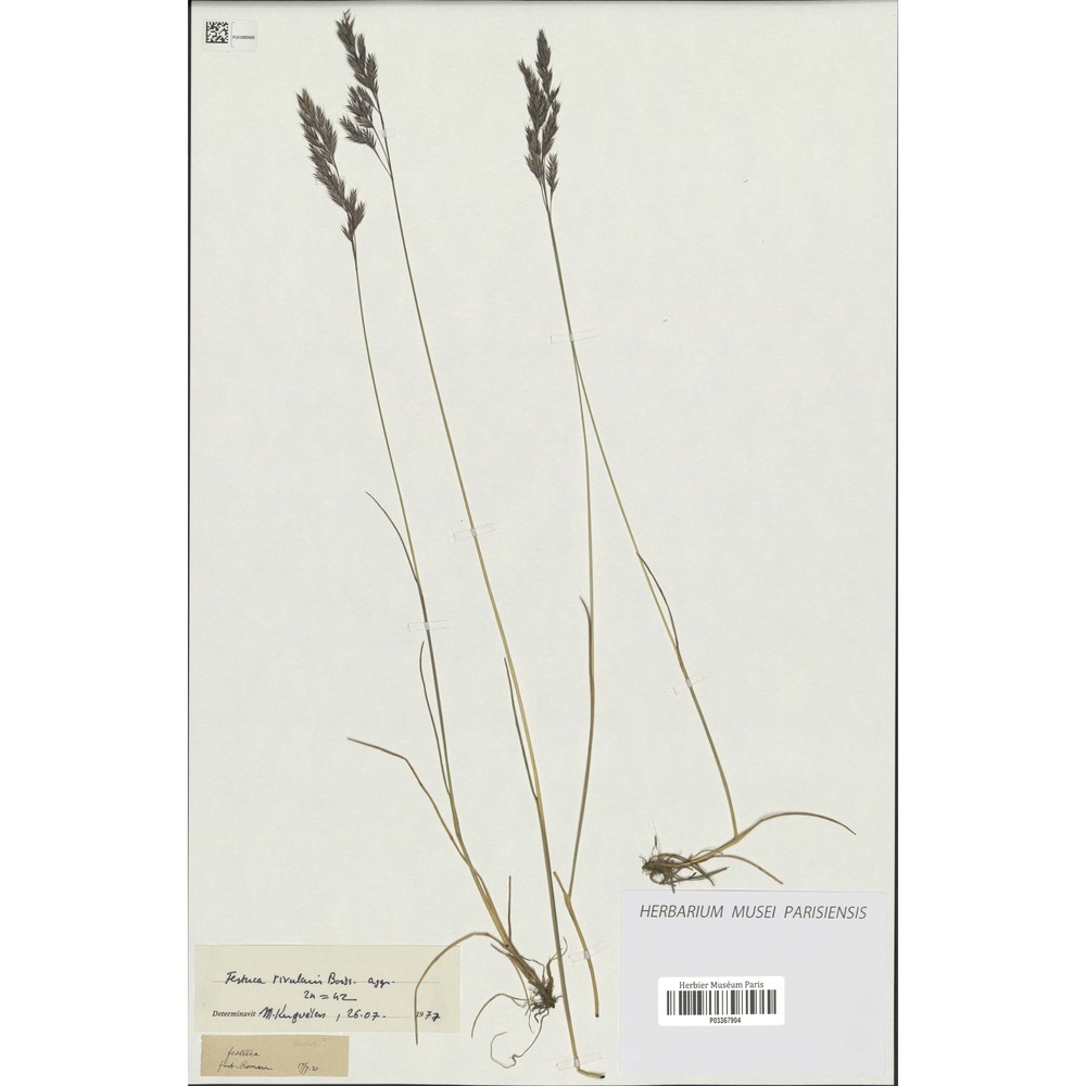 festuca rivularis boiss. subsp. rivularis