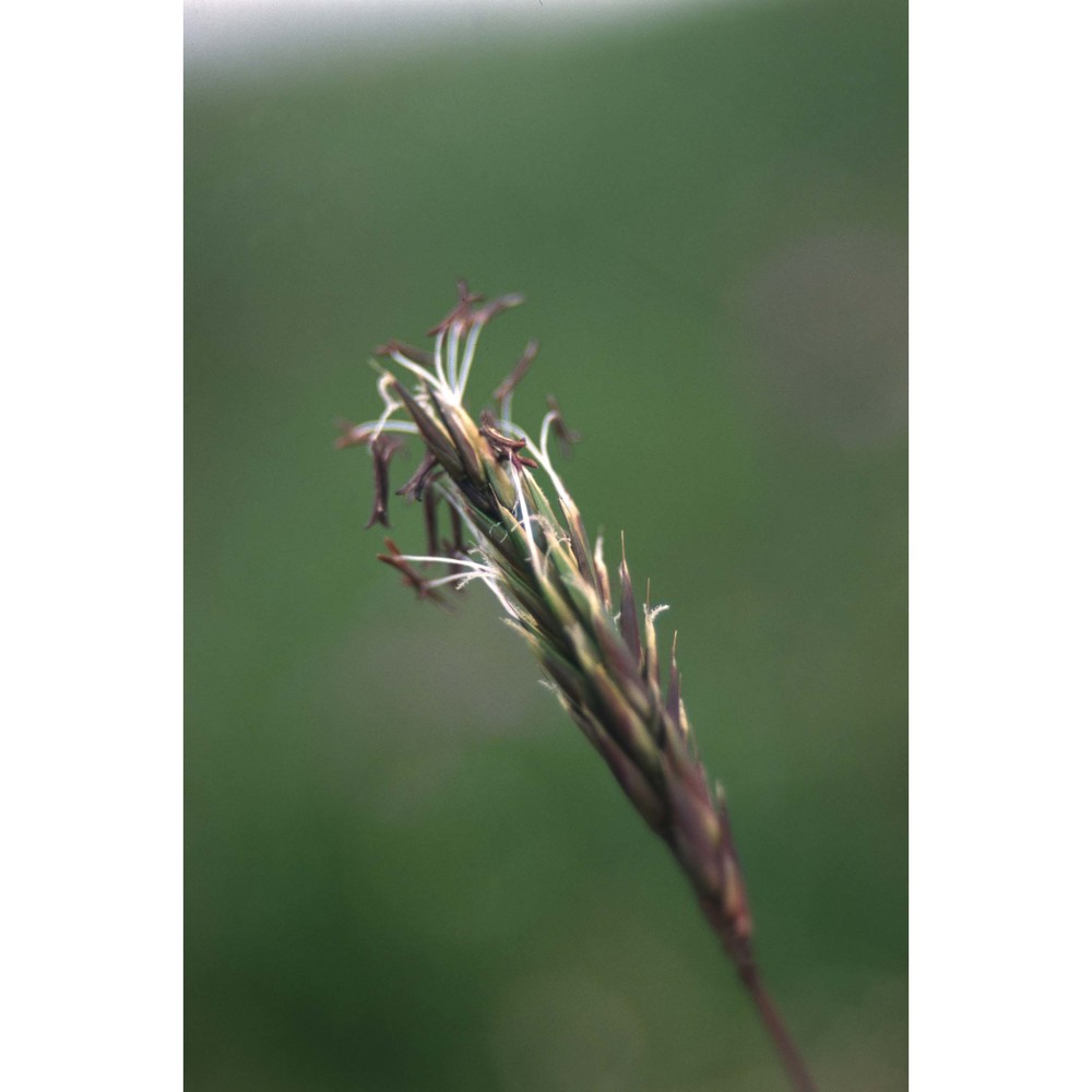 festuca rubra l.