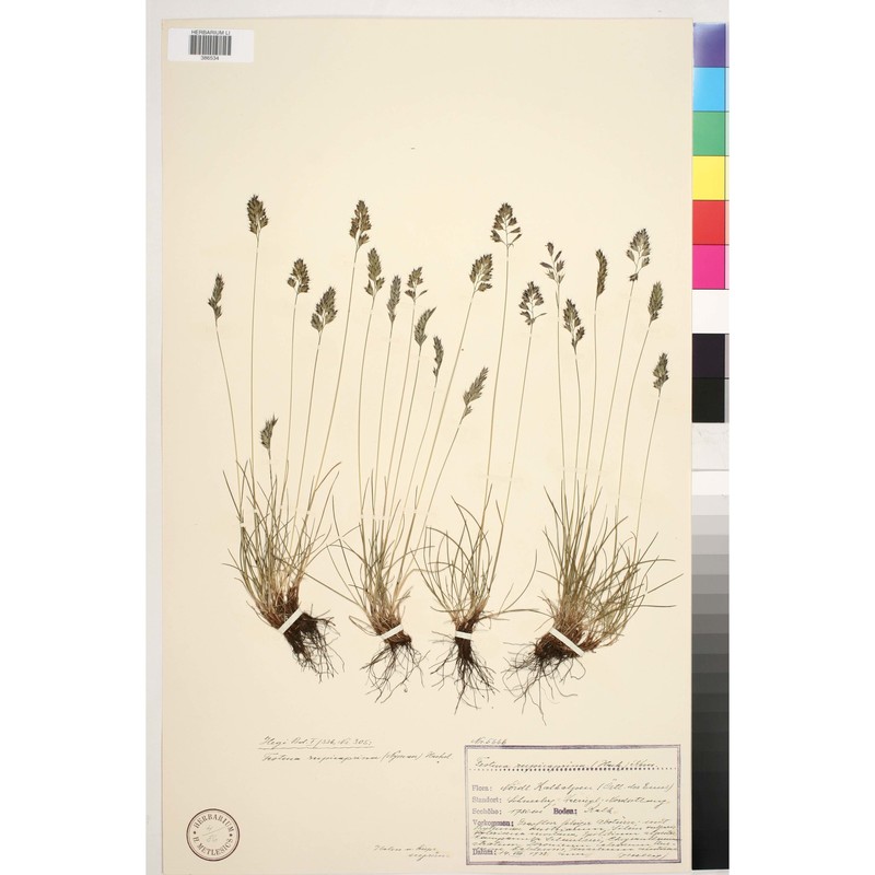 festuca rupicaprina (hack.) a. kern.