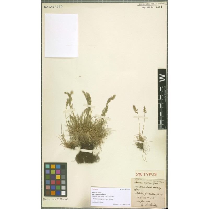 festuca rupicaprina (hack.) a. kern.