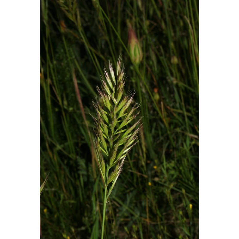 festuca sicula c. presl