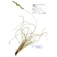 festuca stricta host