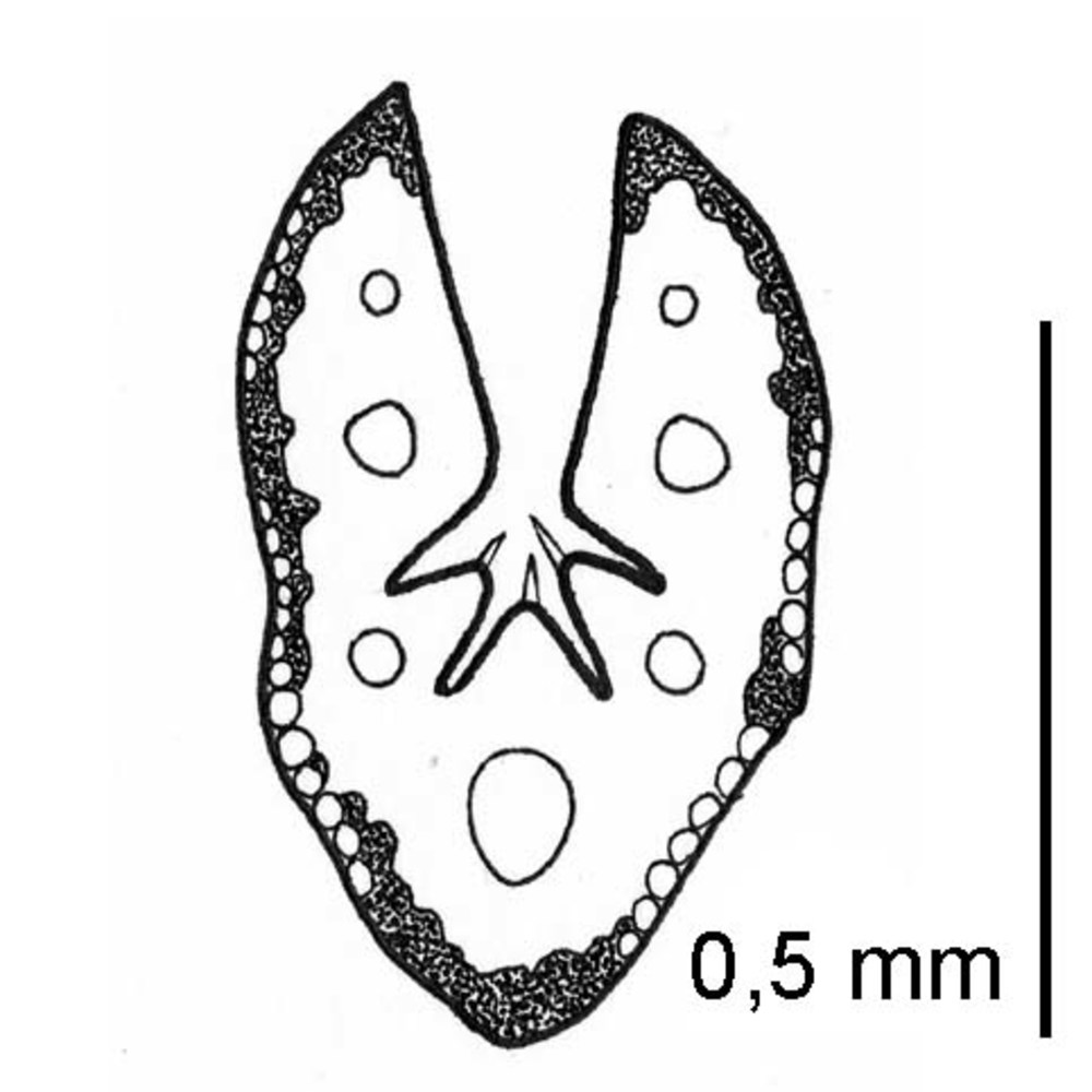 festuca ticinensis (markgr.-dann.) markgr.-dann.