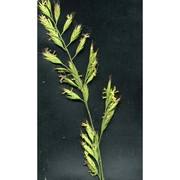 festuca ticinensis (markgr.-dann.) markgr.-dann.