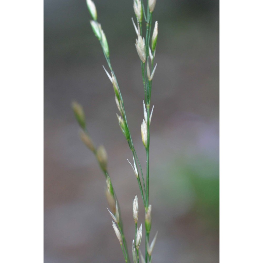 festuca trichophylla (ducros ex gaudin) k. richt.