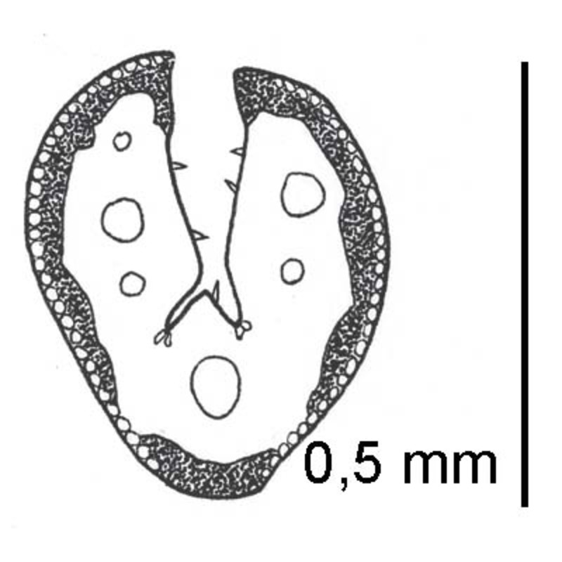 festuca veneris gr. rossi, foggi et signorini