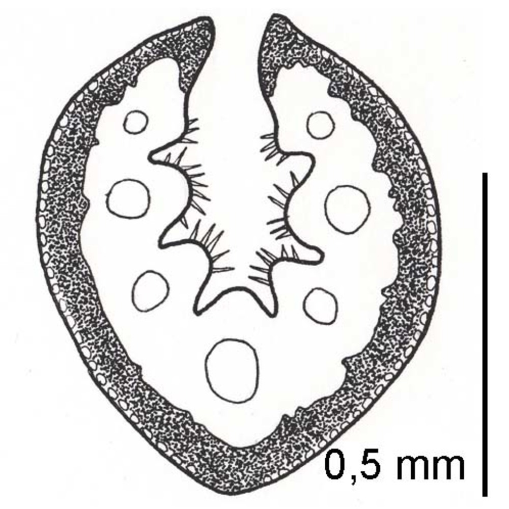 festuca winnebachensis (wallossek et markgr.-dann.) foggi, gr. rossi, parolo et wallossek