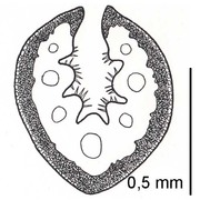 festuca winnebachensis (wallossek et markgr.-dann.) foggi, gr. rossi, parolo et wallossek