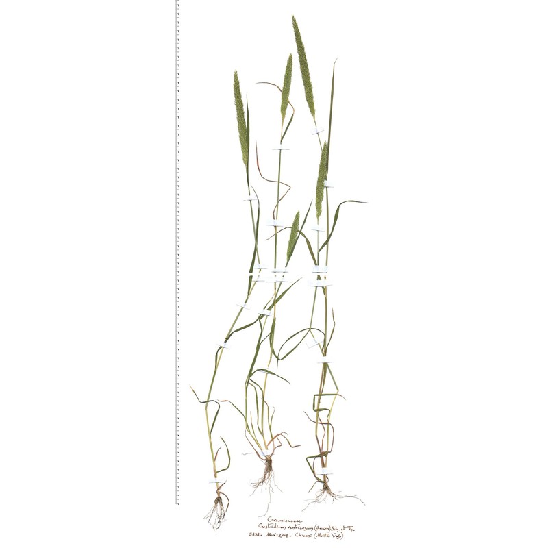 gastridium ventricosum (gouan) schinz et thell.