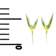 gastridium ventricosum (gouan) schinz et thell.