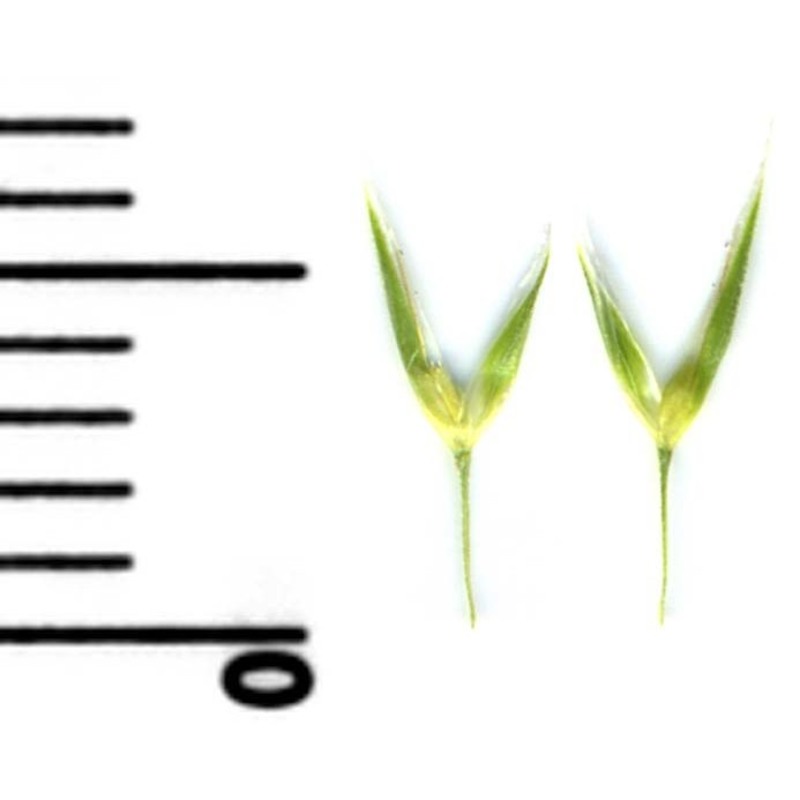 gastridium ventricosum (gouan) schinz et thell.