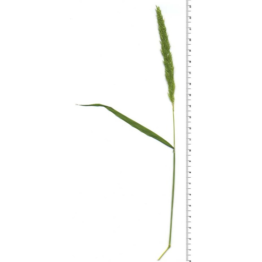 gastridium ventricosum (gouan) schinz et thell.