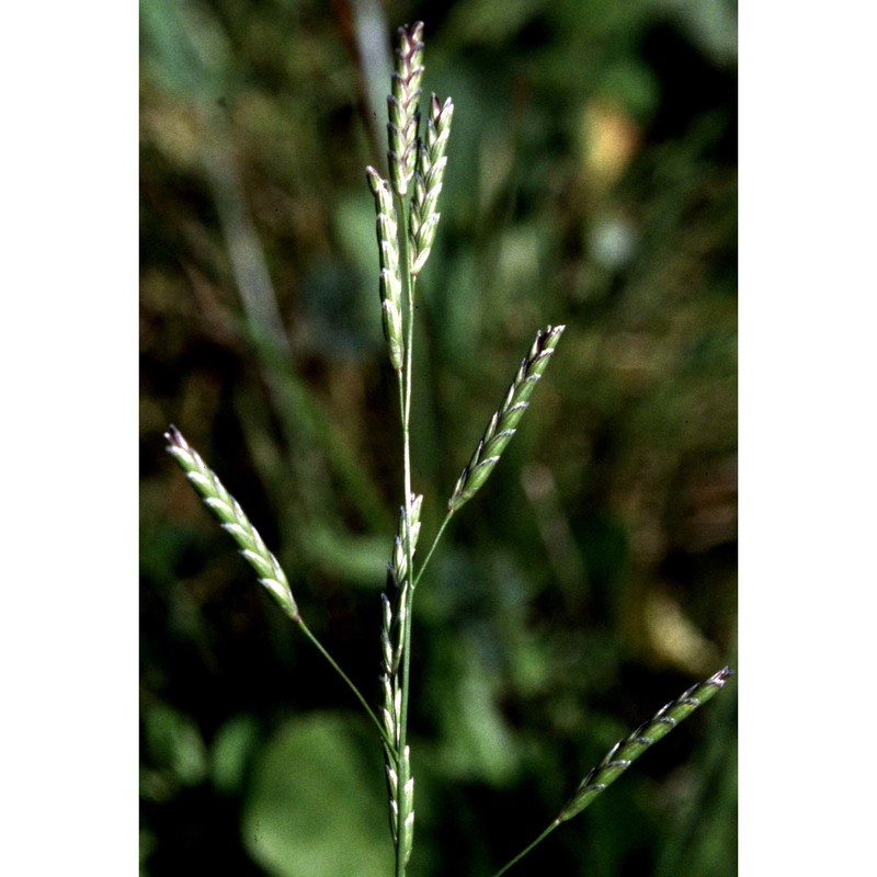 glyceria fluitans (l.) r. br.