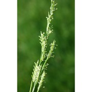 glyceria spicata guss.