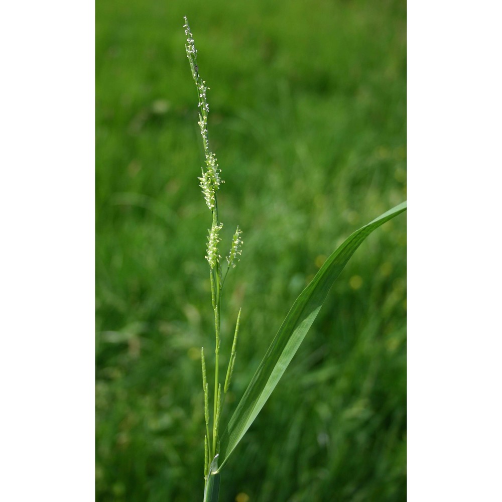 glyceria spicata guss.