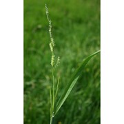 glyceria spicata guss.