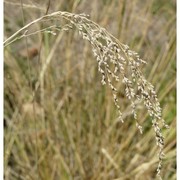 glyceria striata (lam.) hitchc.