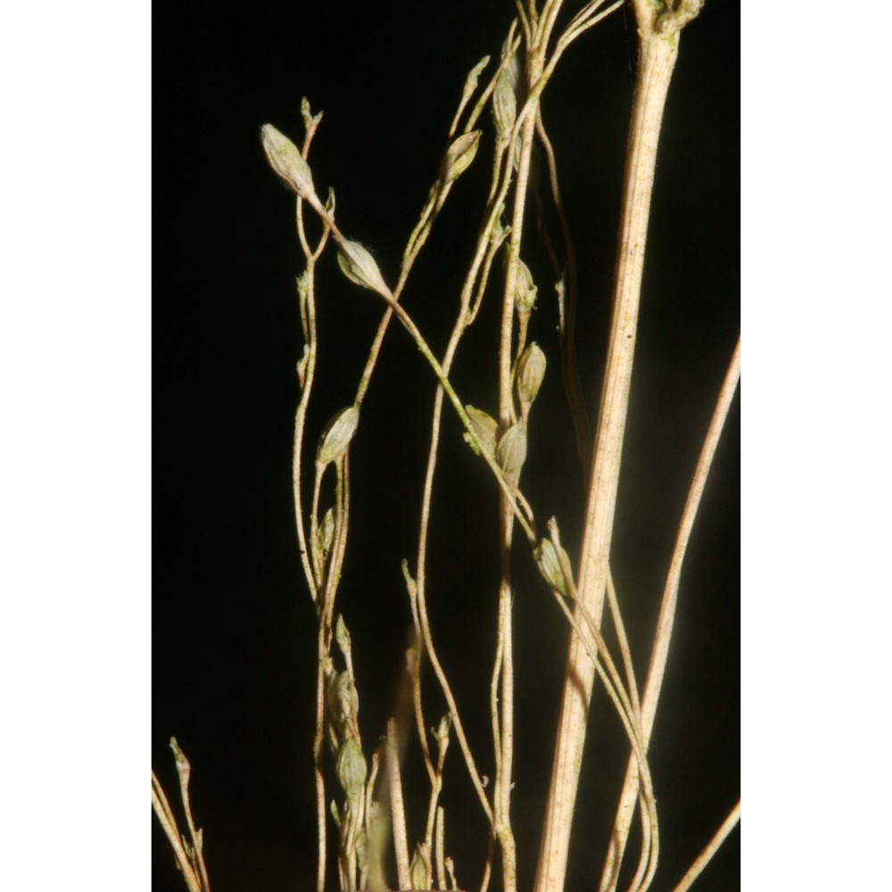 glyceria striata (lam.) hitchc.