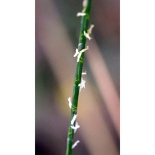 hainardia cylindrica (willd.) greuter