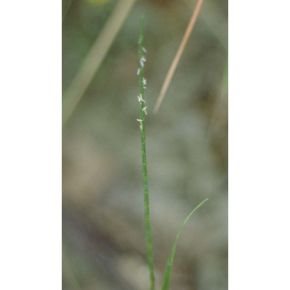 hainardia cylindrica (willd.) greuter