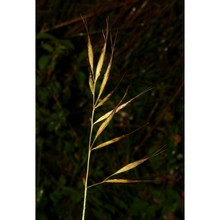 helictochloa cincinnata (ten.) romero zarco