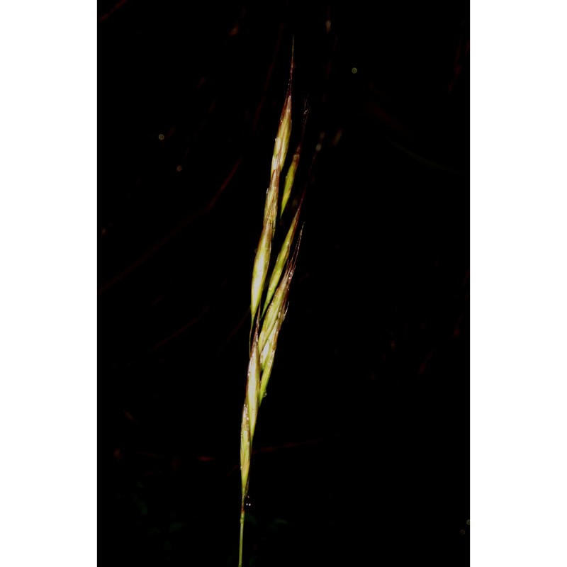 helictochloa cincinnata (ten.) romero zarco