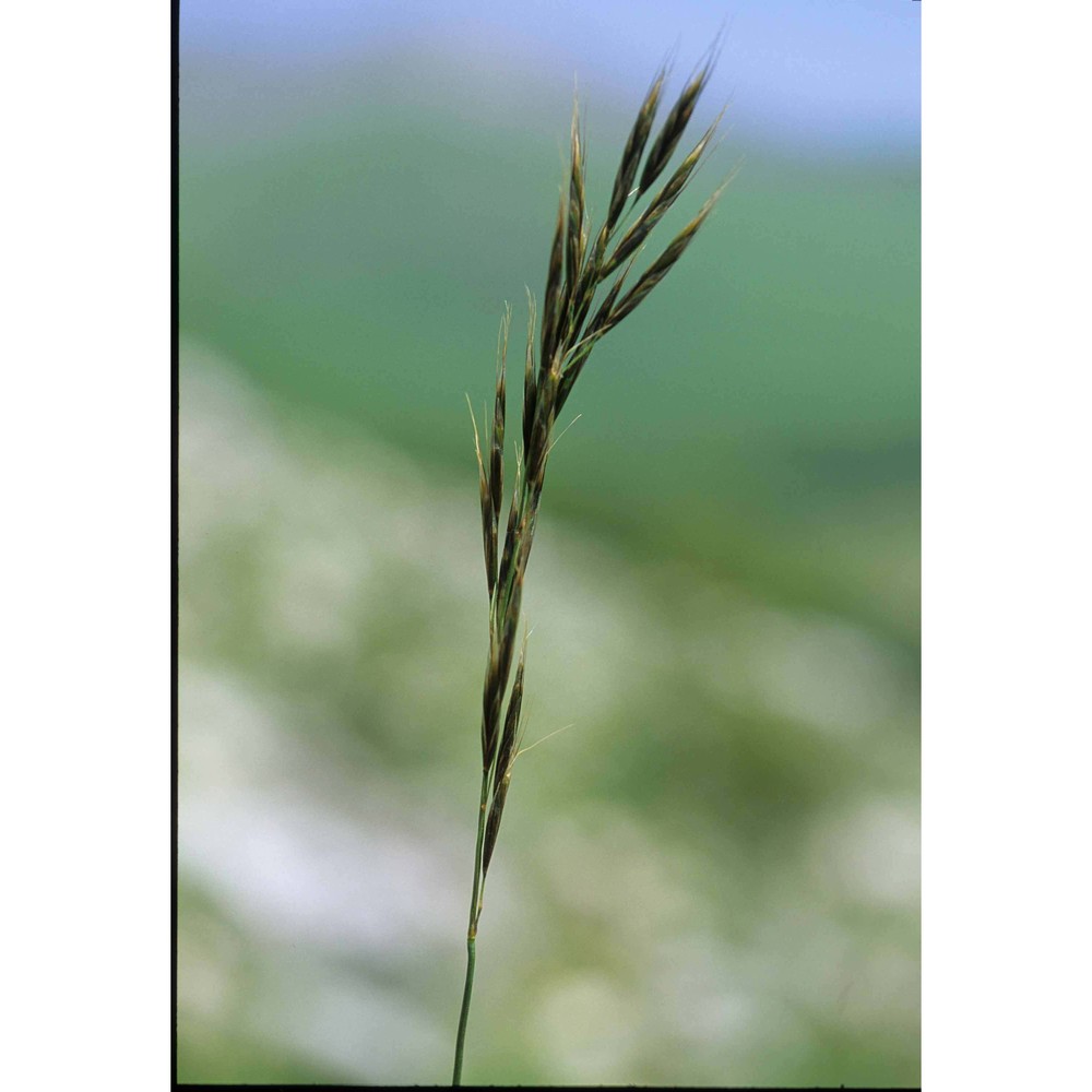 helictochloa praetutiana (parl. ex arcang.) bartolucci, f. conti, peruzzi et banfi