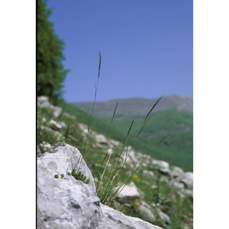 helictochloa praetutiana (parl. ex arcang.) bartolucci, f. conti, peruzzi et banfi