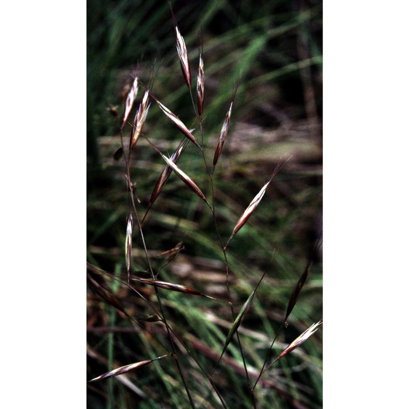 helictochloa praeusta (rchb.) romero zarco