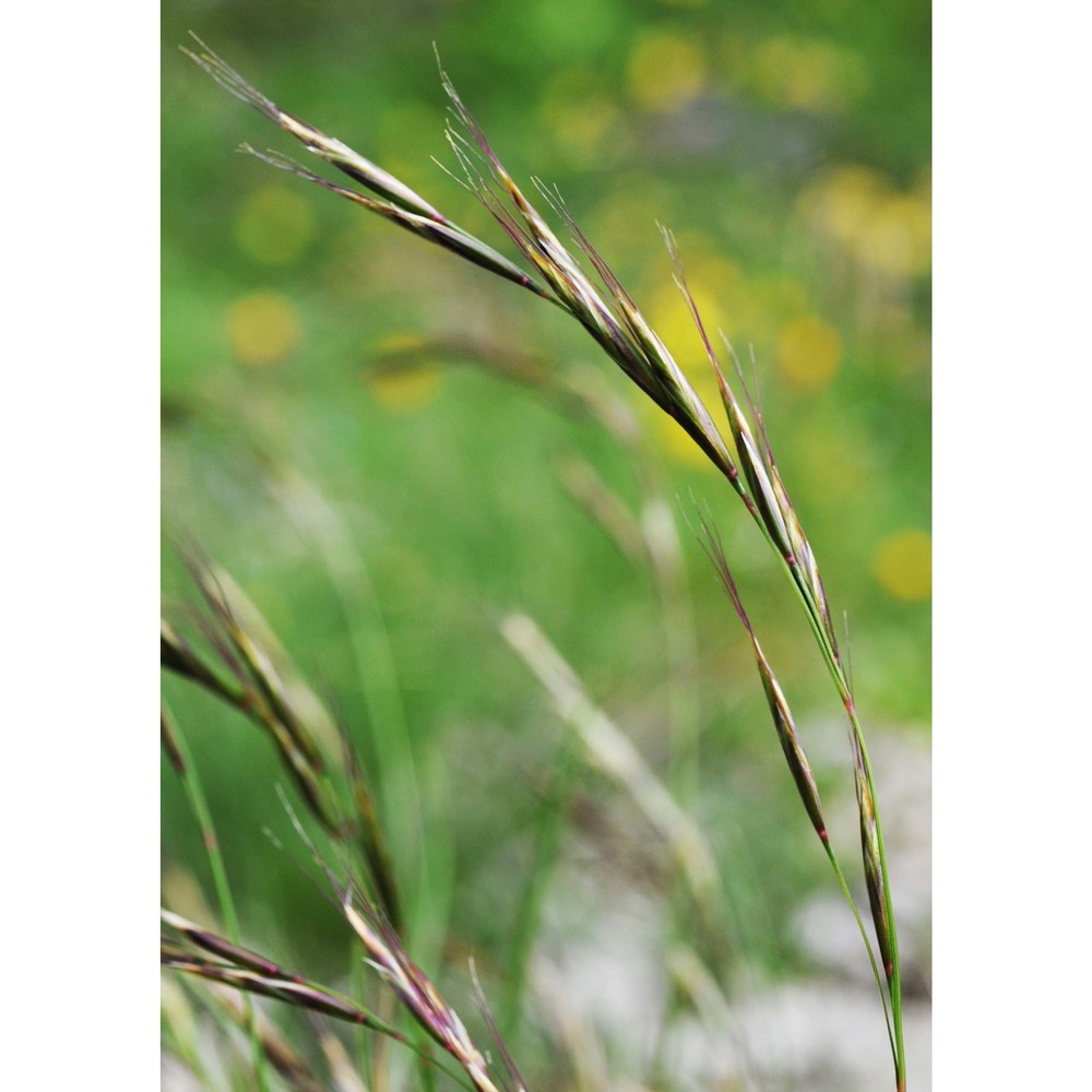 helictochloa praeusta (rchb.) romero zarco