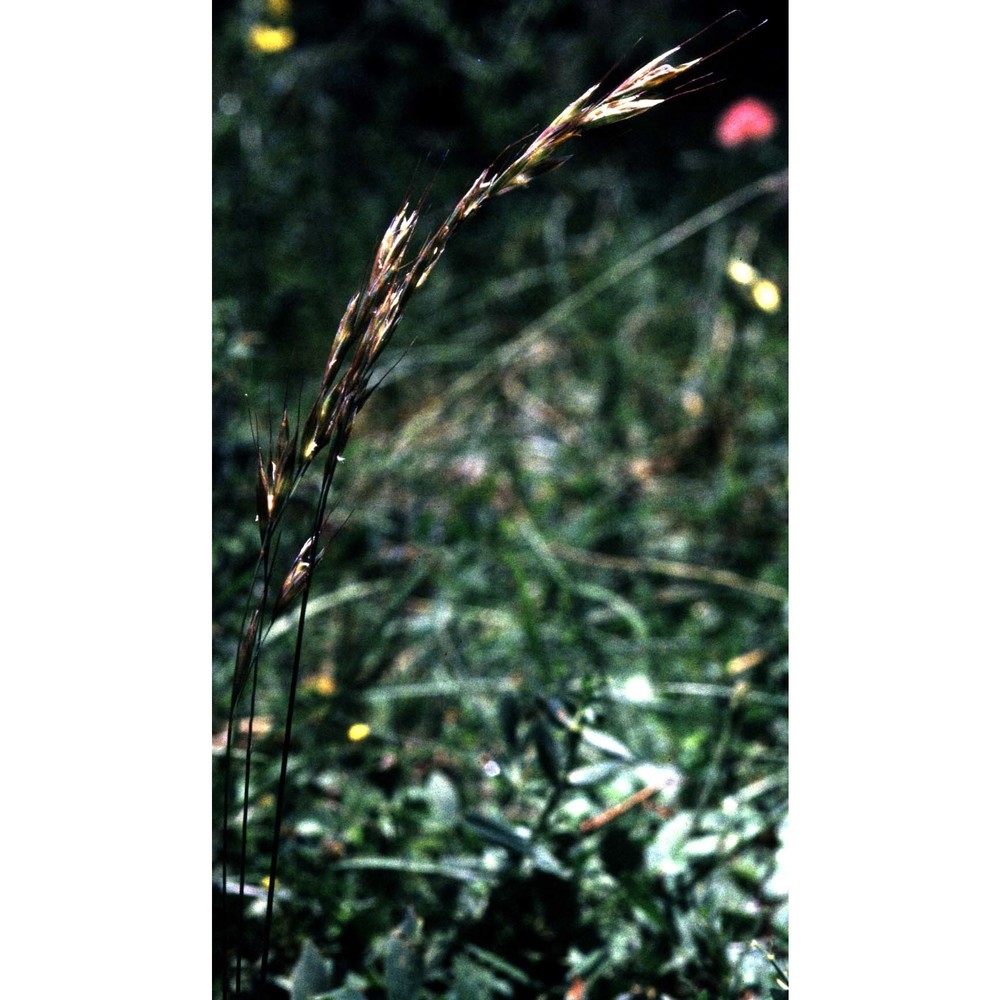 helictochloa pratensis (l.) romero zarco