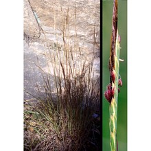 heteropogon contortus (l.) p. beauv.