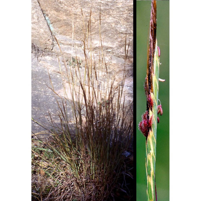 heteropogon contortus (l.) p. beauv.