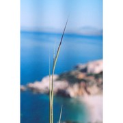heteropogon contortus (l.) p. beauv.