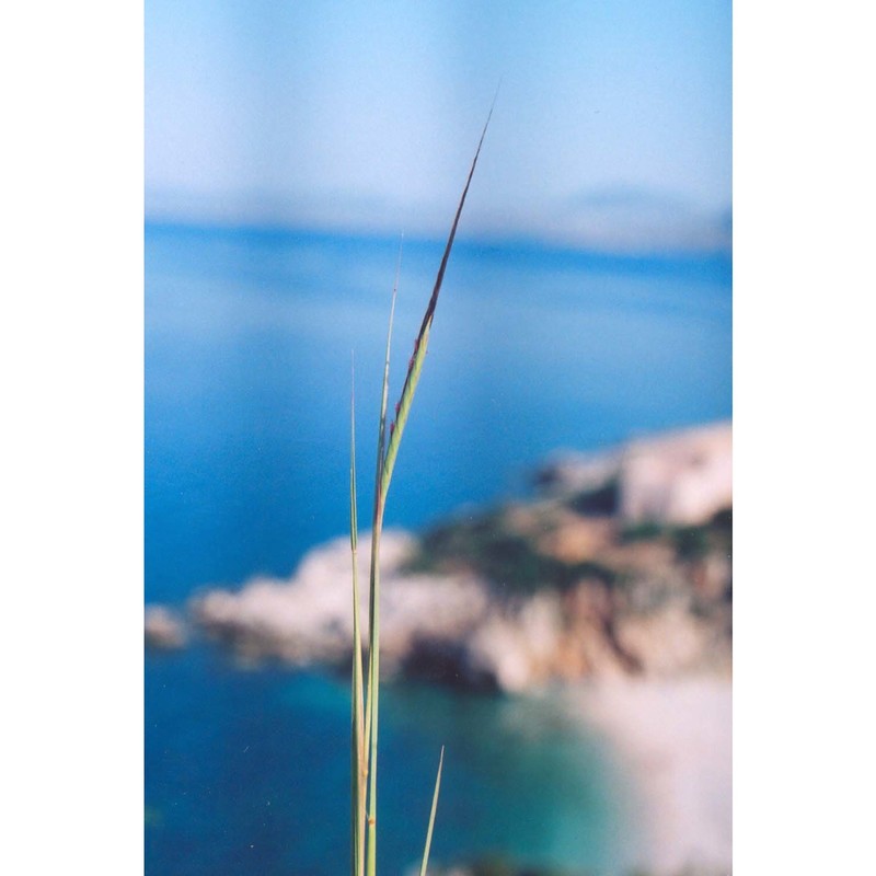 heteropogon contortus (l.) p. beauv.