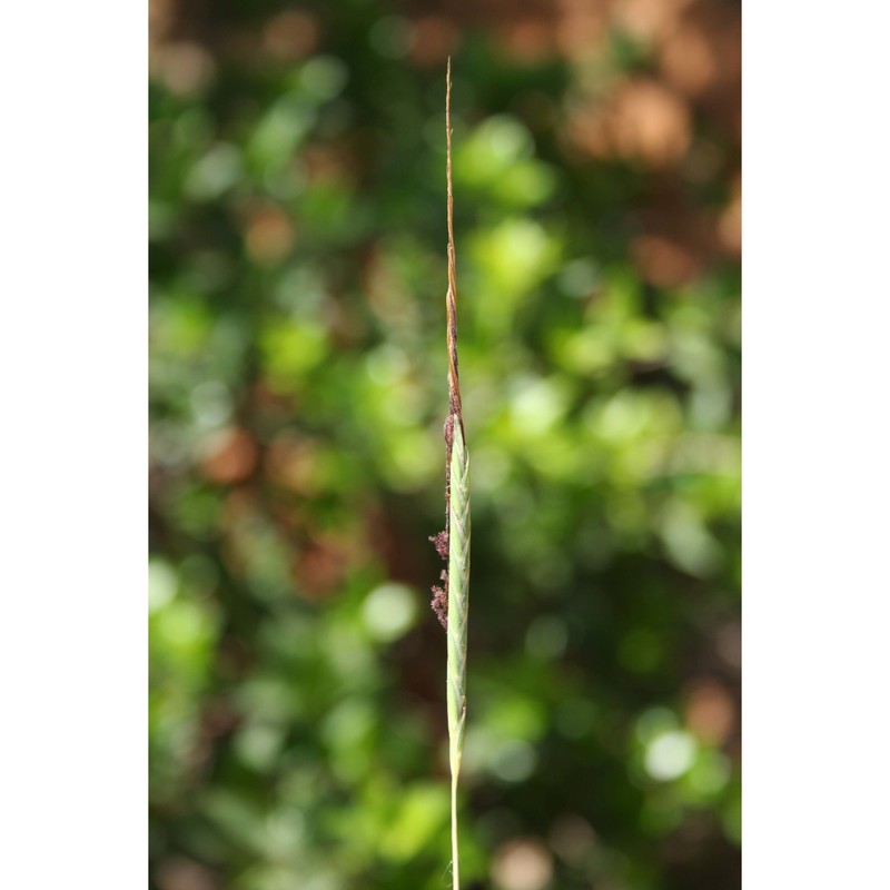 heteropogon contortus (l.) p. beauv.