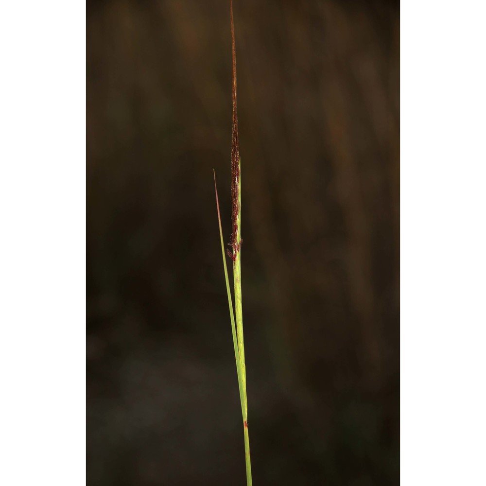 heteropogon contortus (l.) p. beauv.